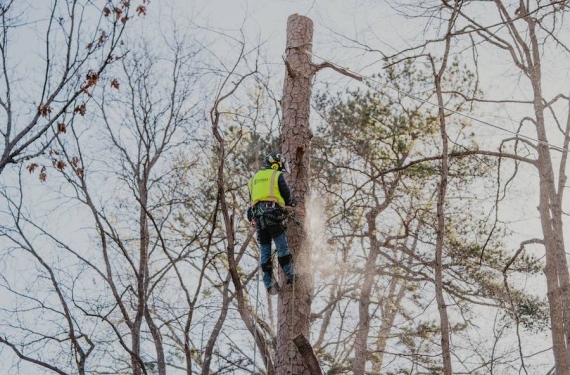 Reliable Tree Removal & Care Services in Peachtree Corners, GA