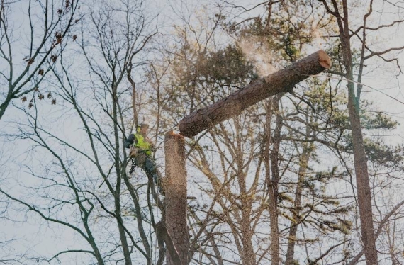 Reliable Tree Removal & Care Services in Buford, GA