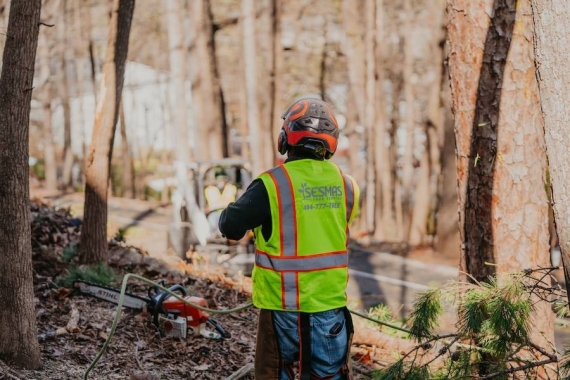 Reliable Tree Removal & Care Services in Decatur, GA