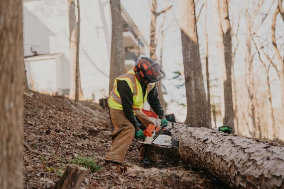 Reliable Tree Removal & Care Services in Roswell, GA
