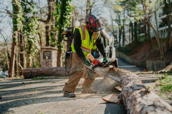 Reliable Tree Removal & Care Services in Dunwoody, GA