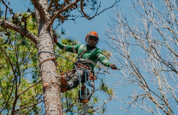 Arborist in Dacula
