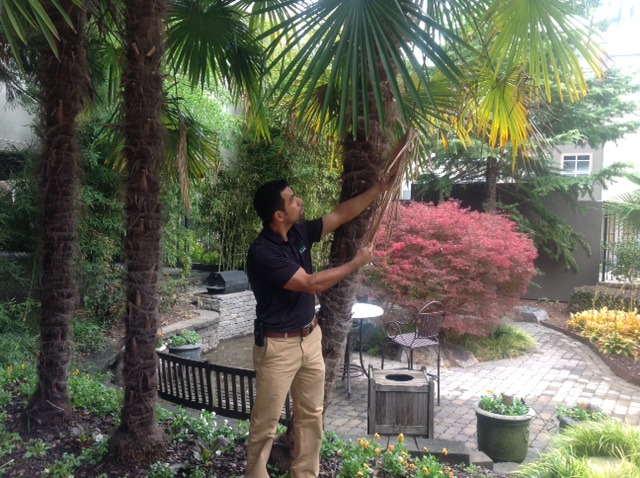 Insects Pests & Disease Management