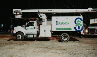 Tree Risk Assessment