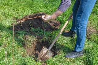 Tree Planting
