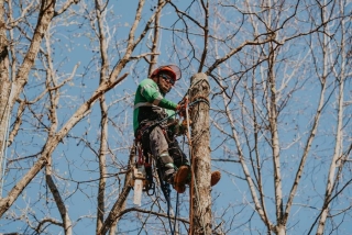 Arborist Services