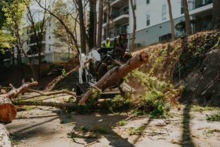 Emergency Tree Services